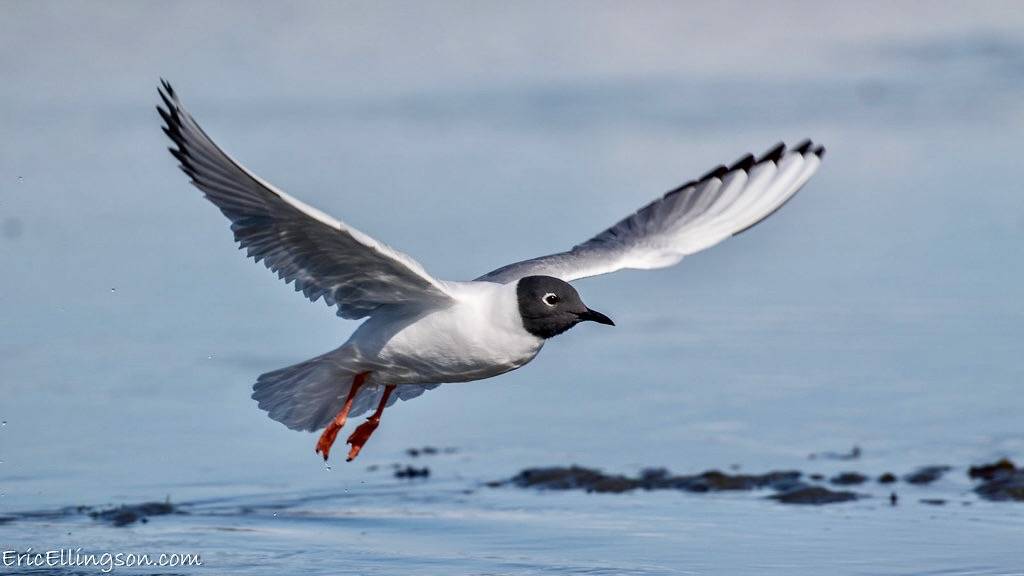Bonaparte's Gull by esellingson is licensed under CC BY-NC-ND 2.0